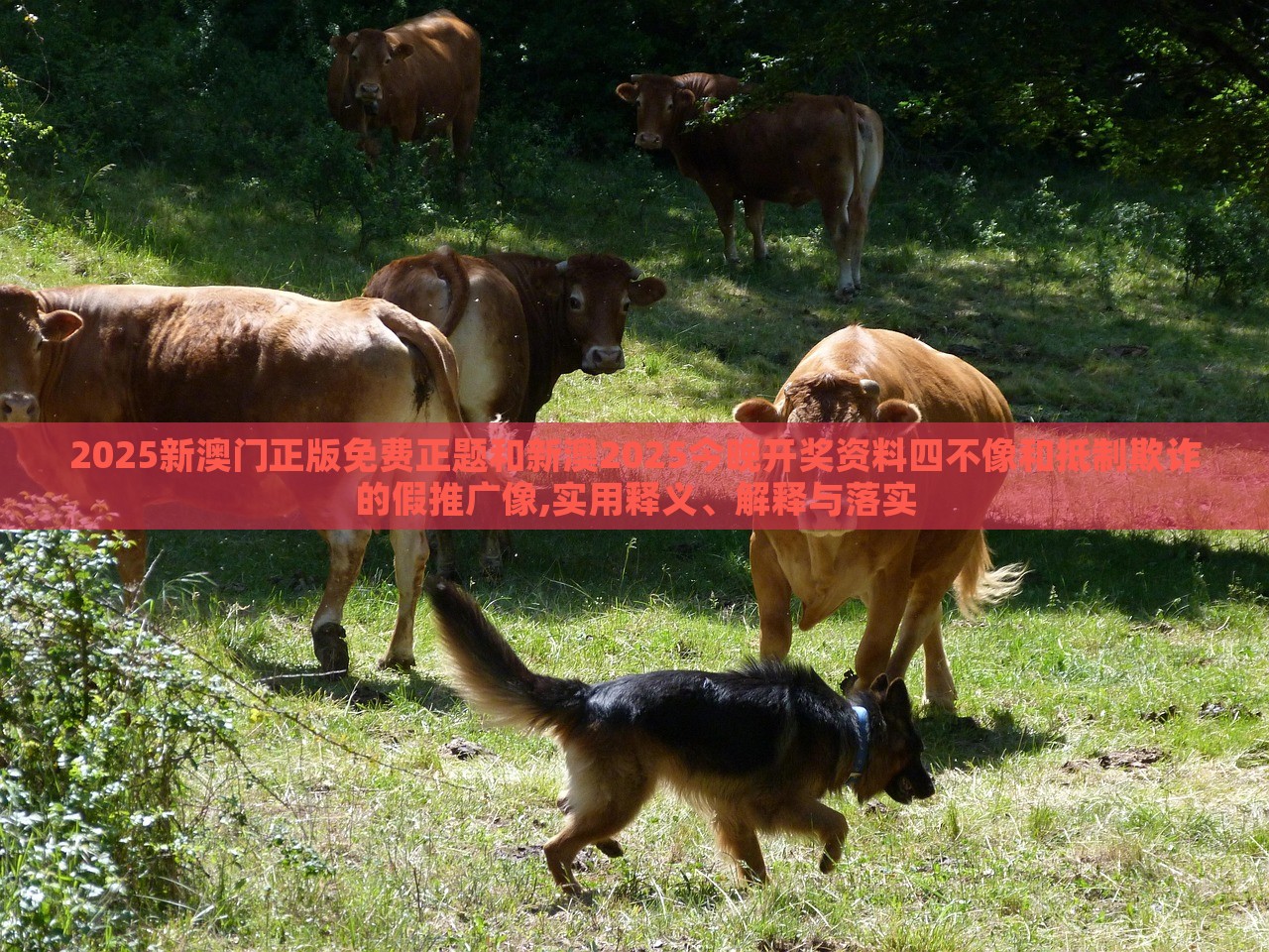 2025新澳門(mén)正版免費(fèi)正題和新澳2025今晚開(kāi)獎(jiǎng)資料四不像和抵制欺詐的假推廣像,實(shí)用釋義、解釋與落實(shí)